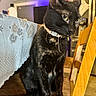 black_cat, cat, pet, indoor, chair, table, lace_tablecloth, green_eyes, feline, domestic_cat, curious, kitchen, furniture, wooden_chair, sitting, animal, close_up, household, domestic, portrait