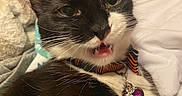 Moonlight is registered to the contest to win money with this photo: cat, tuxedo_cat, pet, bow_tie, collar, tag, indoor, close_up, whiskers, feline, black_and_white, cute, expression, meowing, bed, blanket, cozy, fur, animal, domestic