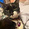 Moonlight joined the competition — help win amazing prizes! cat, tuxedo_cat, close_up, yellow_eyes, bow_tie, collar, pet_tag, indoor, bed, blanket, curtain, whiskers, fur, relaxed, animal, domestic_cat, portrait, feline, resting, cute