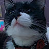 Moonlight is registered to the contest to win money with this photo: cat, black_and_white_cat, close_up, indoor, pet, whiskers, collar, halloween, pumpkin_decoration, feline, curious, soft_blanket, cozy, portrait, animal, domestic_cat, cute, fur, ears, face