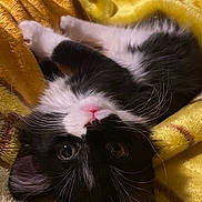 Moonlight joined the competition — help win amazing prizes! kitten, cat, black_and_white, pet, animal, fur, whiskers, pink_nose, eyes, blanket, yellow, soft, cute, lying_down, cozy, indoor, closeup, sleepy, resting, young