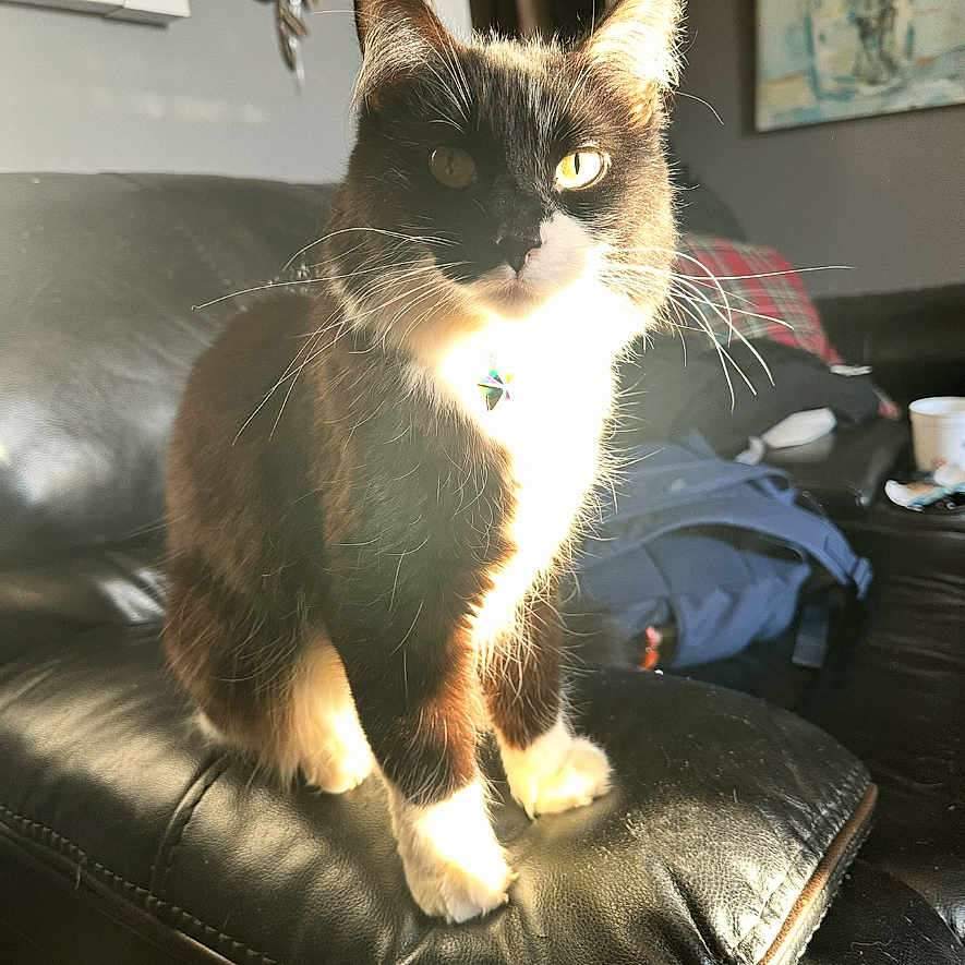 Moonlight joined the competition — help win amazing prizes! cat, tuxedo_cat, leather_couch, sunlight, indoor, pet, feline, animal, home, painting, decor, whiskers, fur, paws, collar, relaxing, living_room, comfort, domestic, portrait