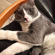 Lenny joined the competition — help win amazing prizes! cat, gray_cat, white_fur, indoor, pet, whiskers, pink_nose, curious, relaxed, chair, wooden_chair, tiled_floor, close_up, animal, feline, domestic_cat, fur, looking_at_camera, sitting, cozy