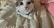 Mochi joined the competition — help win amazing prizes! cat, kitten, blanket, bed, indoor, cute, fur, pet, animal, white, pink, soft, cozy, resting, young, curious, ears, eyes, domestic, comfort