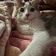 Mochi is registered to the contest to win money with this photo: cat, kitten, furry, pet, animal, cute, whiskers, ears, eyes, nose, paw, blanket, soft, cozy, indoor, resting, fur, sleepy, relaxed, closeup