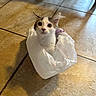 Mochi is registered to the contest to win money with this photo: kitten, cat, plastic_bag, tile_floor, indoor, curious, pet, animal, whiskers, ears, fur, small, cute, looking_up, shadow, light, floor_tile, domestic, young, sitting