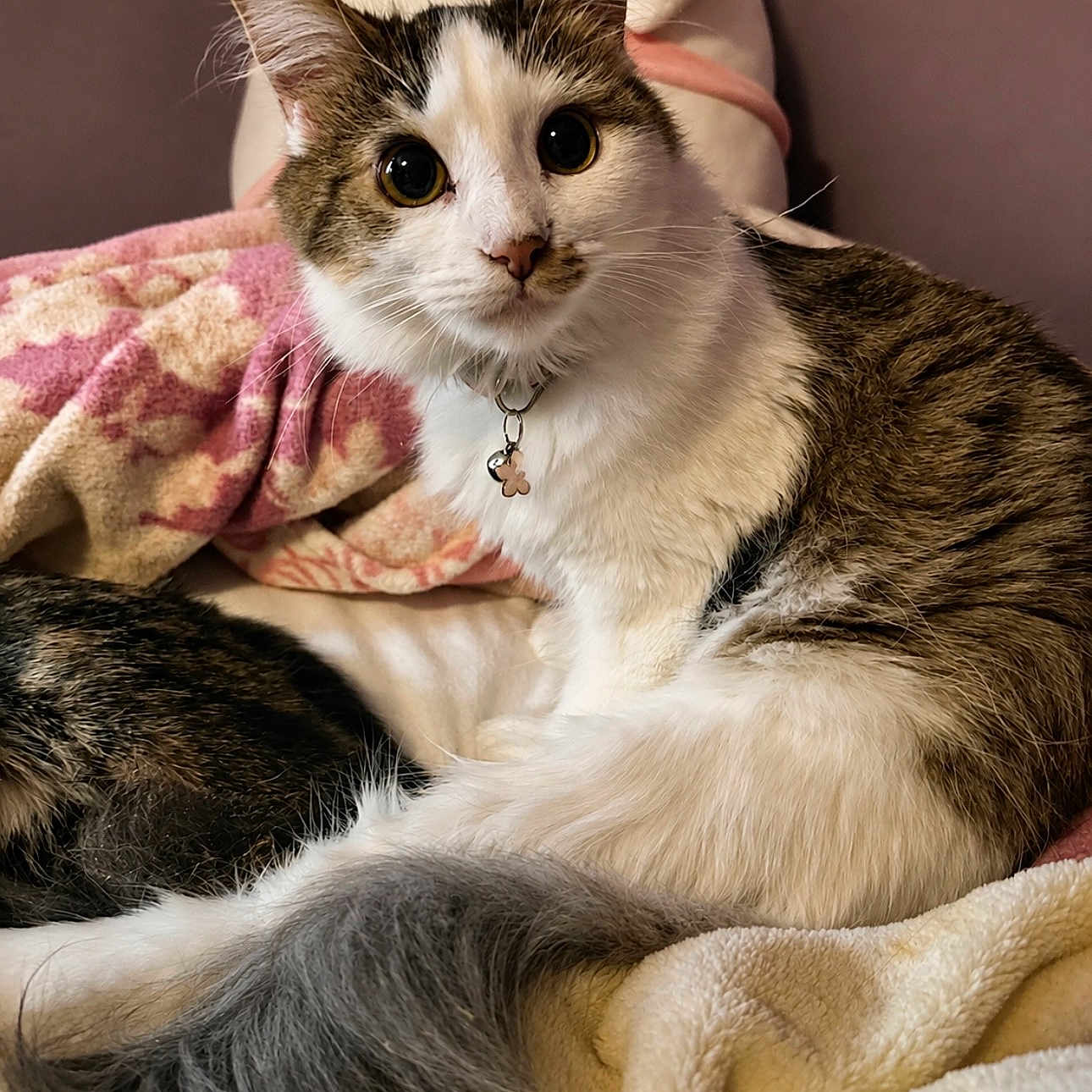 Mochi
