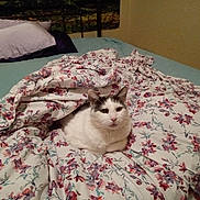 Panda is registered to the contest to win money with this photo: cat, bed, blanket, floral_pattern, pillow, comfort, domestic, feline, indoor, resting, white_cat, gray_cat, curious, cozy, soft, fabric, home, relaxation, pet, animal