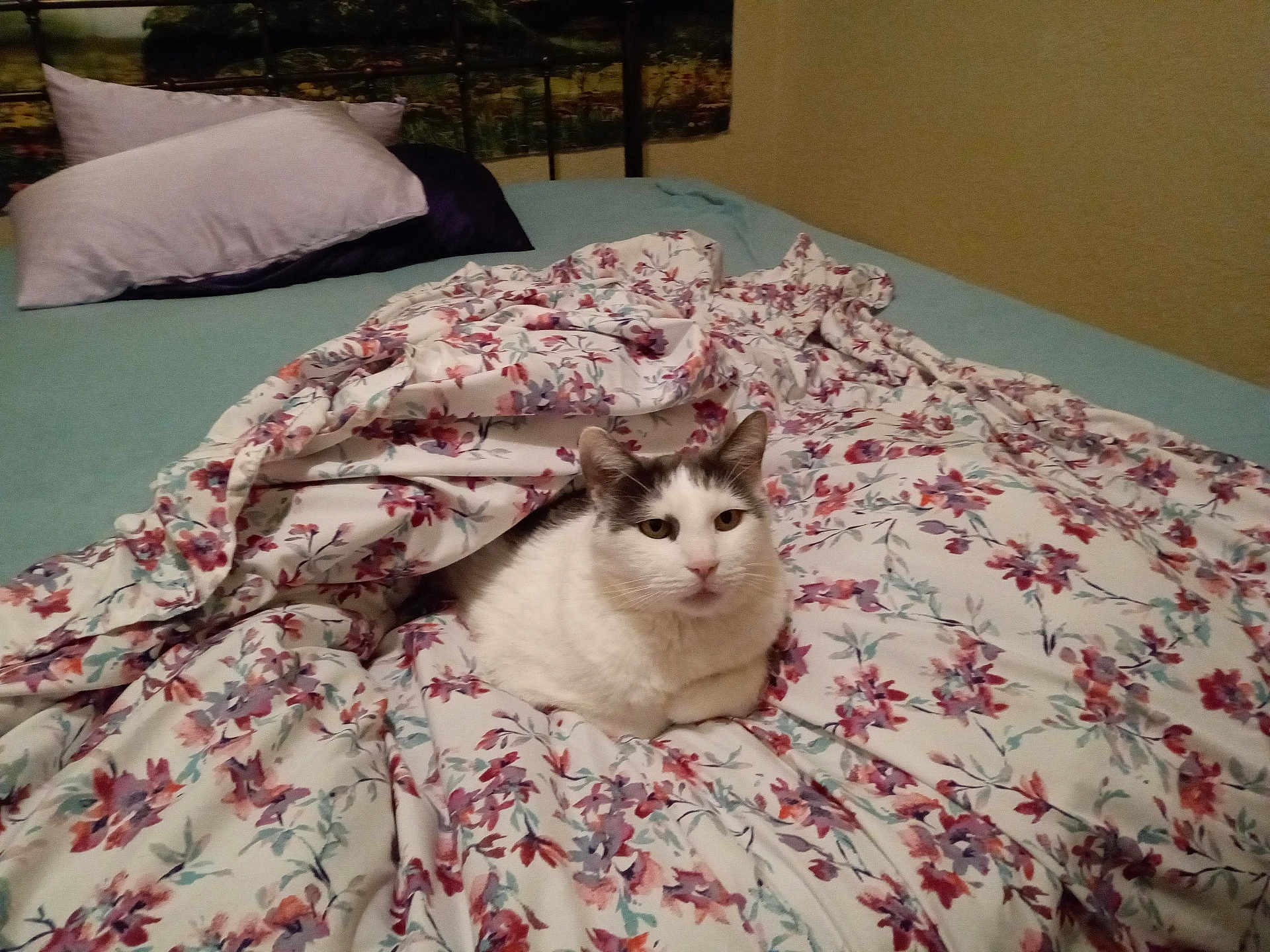 Panda is registered to the contest to win money with this photo: cat, bed, blanket, floral_pattern, pillow, comfort, domestic, feline, indoor, resting, white_cat, gray_cat, curious, cozy, soft, fabric, home, relaxation, pet, animal