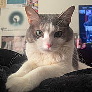 Oreo is registered to the contest to win money with this photo: cat, gray_and_white, close_up, whiskers, pink_nose, indoor, relaxed, soft_texture, blanket, pet, animal, feline, portrait, lying_down, curious, domestic_cat, eyes, ears, fur, background_blur