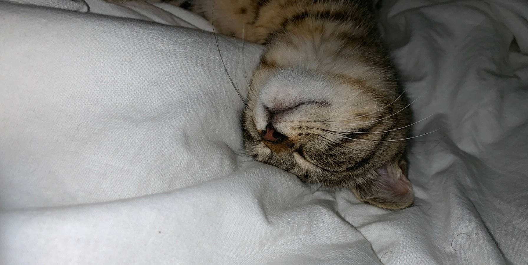 Bouboule participe au concours pour gagner de l'argent avec cette photo : aegean_cat, american_shorthair, asian, carnivore, cat, claw, domestic_short_haired_cat, dragon_li, european_shorthair, felidae, fur, kitten, nap, paw, pixie_bob, sleep, small_to_medium_sized_cats, snout, tabby_cat, whiskers