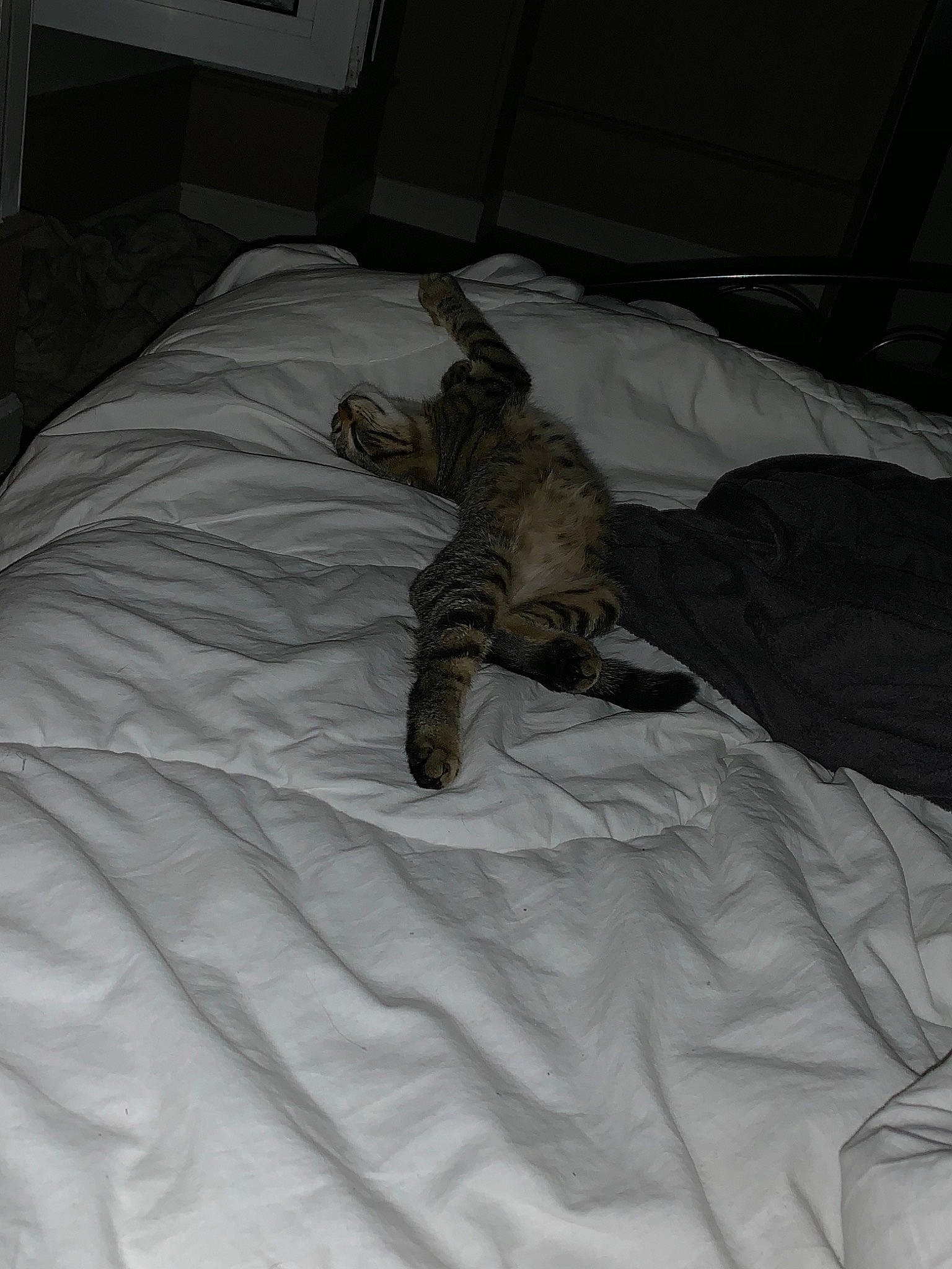 Bouboule participe au concours pour gagner de l'argent avec cette photo : bed, carnivore, cat, fawn, felidae, kitten, sleep, small_to_medium_sized_cats