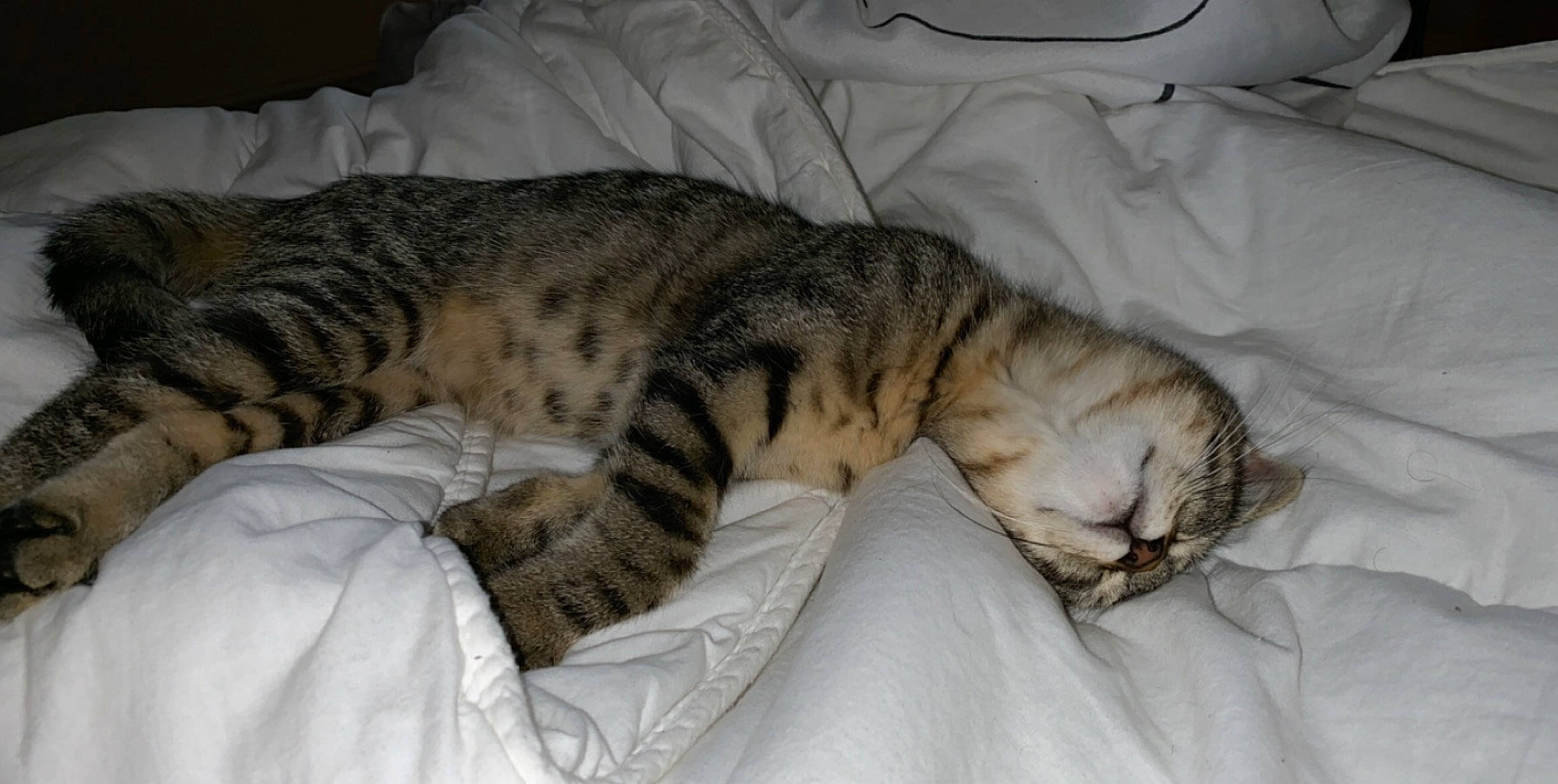 Bouboule participe au concours pour gagner de l'argent avec cette photo : american_shorthair, bengal, california_spangled, carnivore, cat, domestic_short_haired_cat, dragon_li, egyptian_mau, european_shorthair, felidae, kitten, mammal, nap, ocicat, sleep, small_to_medium_sized_cats, tabby_cat, toyger, vertebrate, whiskers