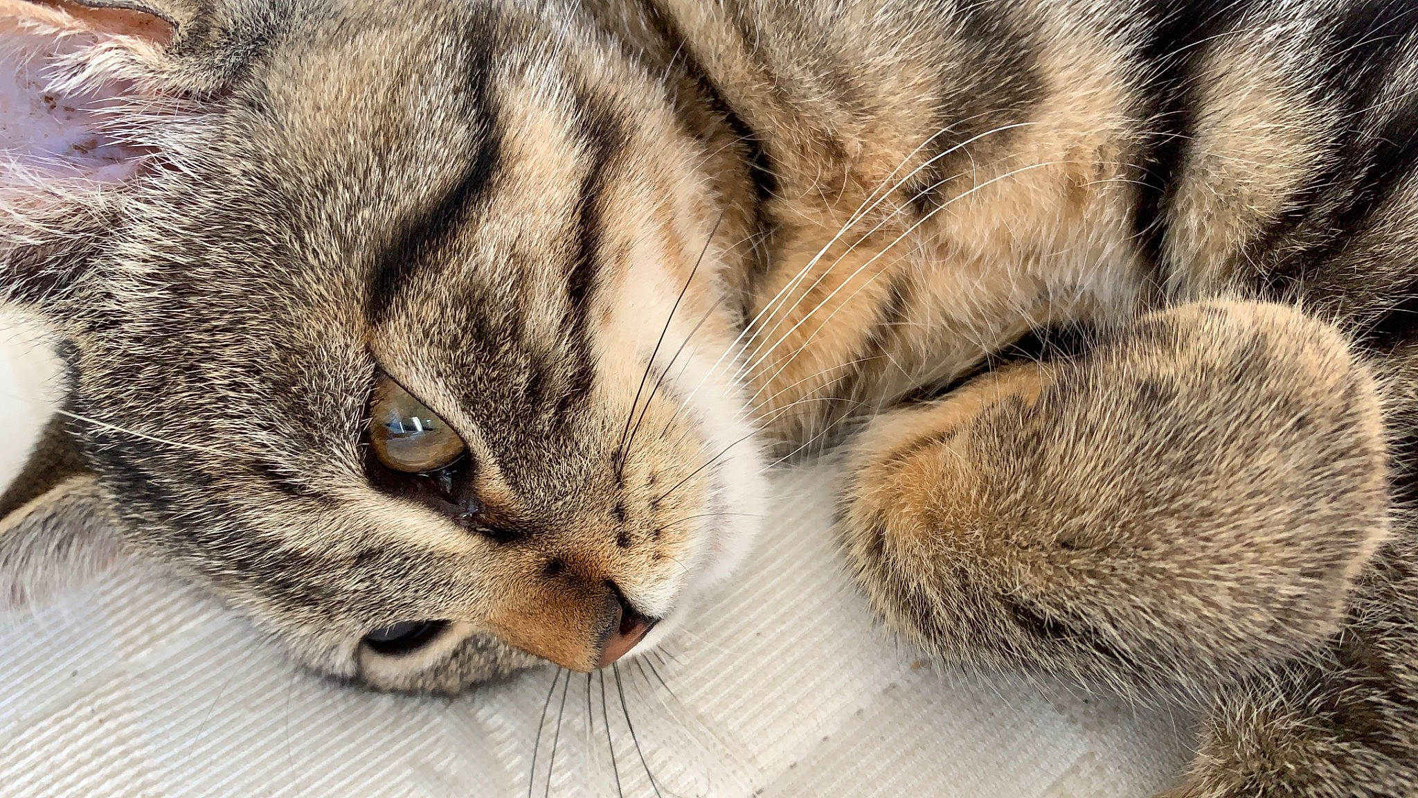 Bouboule participe au concours pour gagner de l'argent avec cette photo : american_shorthair, asian, carnivore, cat, close_up, domestic_short_haired_cat, dragon_li, egyptian_mau, european_shorthair, felidae, fur, kitten, mammal, paw, pixie_bob, sleep, small_to_medium_sized_cats, snout, tabby_cat, whiskers