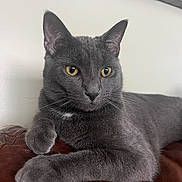 Kramer joined the competition — help win amazing prizes! cat, gray_cat, pet, animal, fur, whiskers, ears, alert, leather, couch, indoor, closeup, relaxed, laying, feline, yellow_eyes, domestic_cat, mammal, cute, portrait