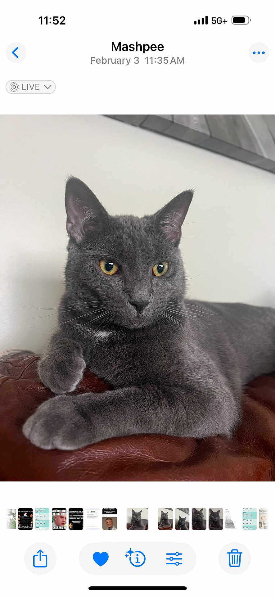 Kramer joined the competition — help win amazing prizes! cat, gray_cat, pet, animal, fur, whiskers, ears, alert, leather, couch, indoor, closeup, relaxed, laying, feline, yellow_eyes, domestic_cat, mammal, cute, portrait