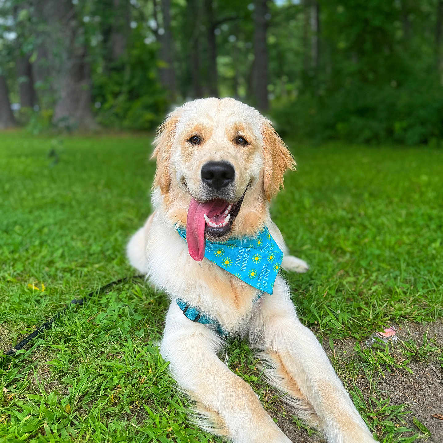 Archer joined the competition — help win amazing prizes! accessories, animal, canine, dog, goldenretriever, grass, grove, land, lawn, leash, nature, outdoors, park, pet, plant, puppy, strap, tree, vegetation, woodland