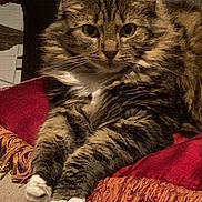 Chang E is registered to the contest to win money with this photo: cat, tabby, fluffy, white_paws, red_blanket, fringe, indoor, furniture, curious, relaxed, pet, animal, mammal, closeup, face, whiskers, ears, fur, resting, cozy