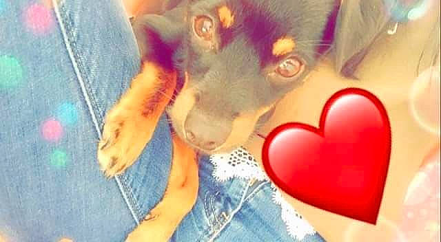 Amour a rejoint le concours — aidez-le/la à gagner de superbes lots ! canidae, carnivore, dog, dog_breed, heart, love, nose, puppy, puppy_love, snout