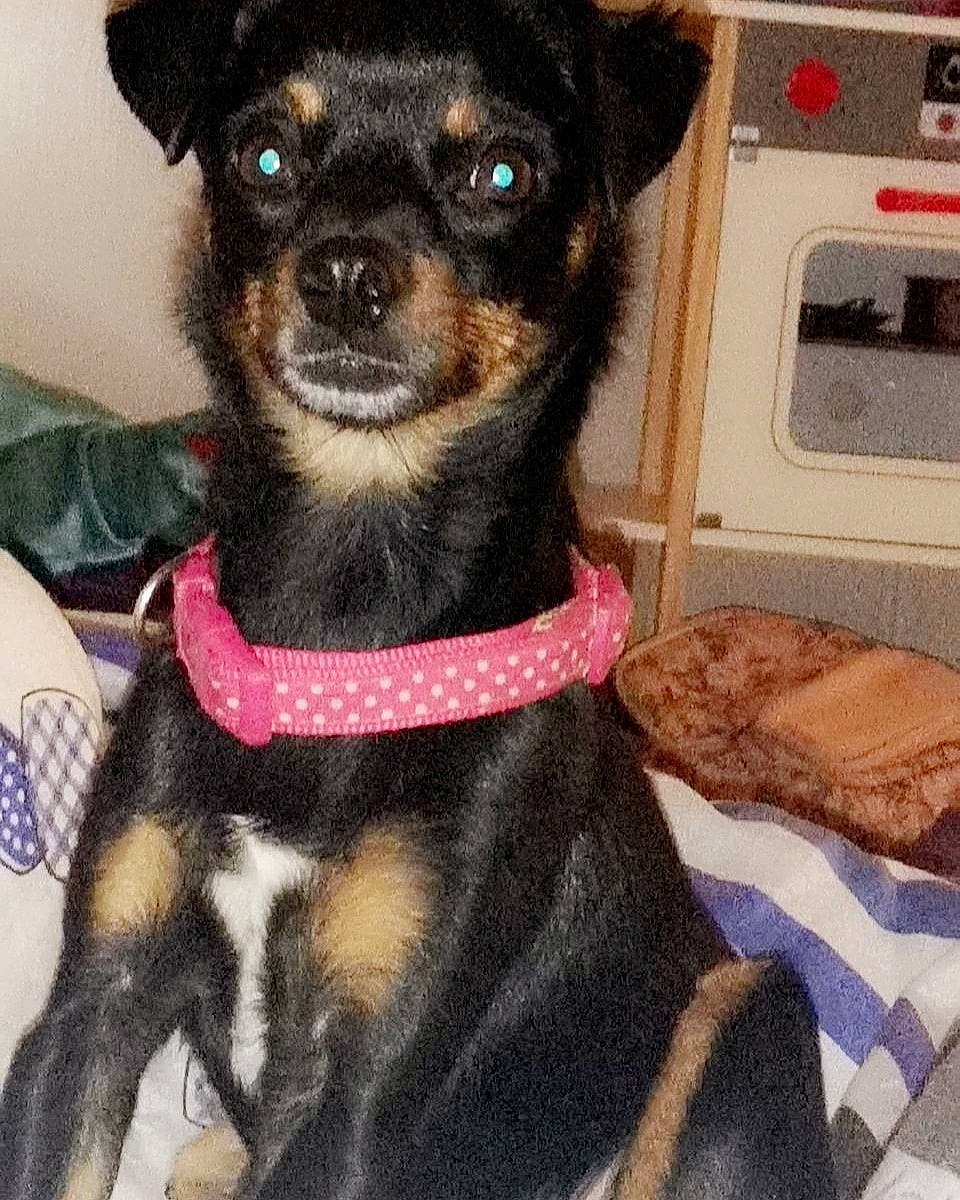 Amour a rejoint le concours — aidez-le/la à gagner de superbes lots ! black_and_tan_terrier, canidae, carnivore, chihuahua, companion_dog, dog, dog_breed, english_toy_terrier, mammal, miniature_pinscher, prazsky_krysarik, puppy, puppy_love, russkiy_toy, sporting_group, toy_dog