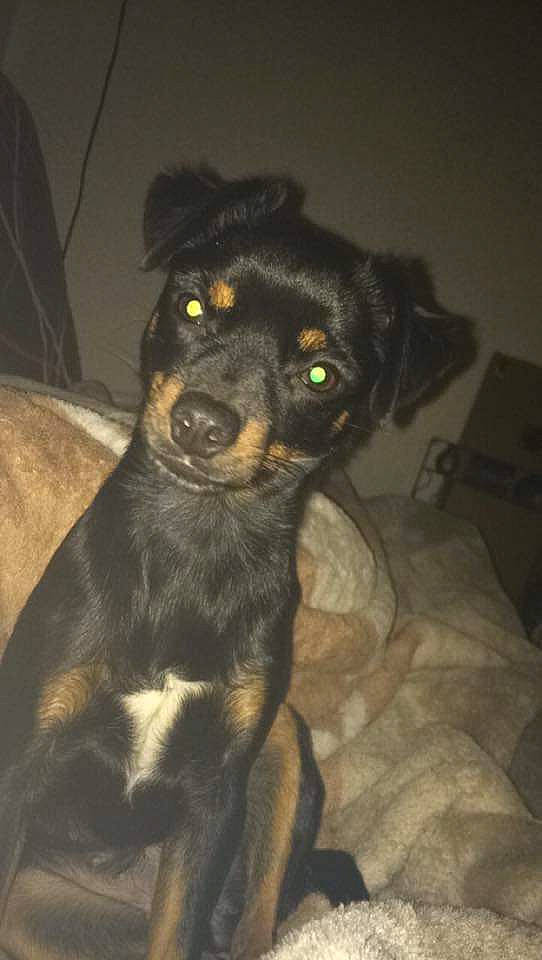 Amour participe au concours pour gagner de l'argent avec cette photo : austrian_black_and_tan_hound, beagador, black_and_tan_terrier, canidae, carlin_pinscher, carnivore, dog, dog_breed, huntaway, jagdterrier, mammal, miniature_pinscher, patterdale_terrier, puppy, rottweiler, snout, vertebrate