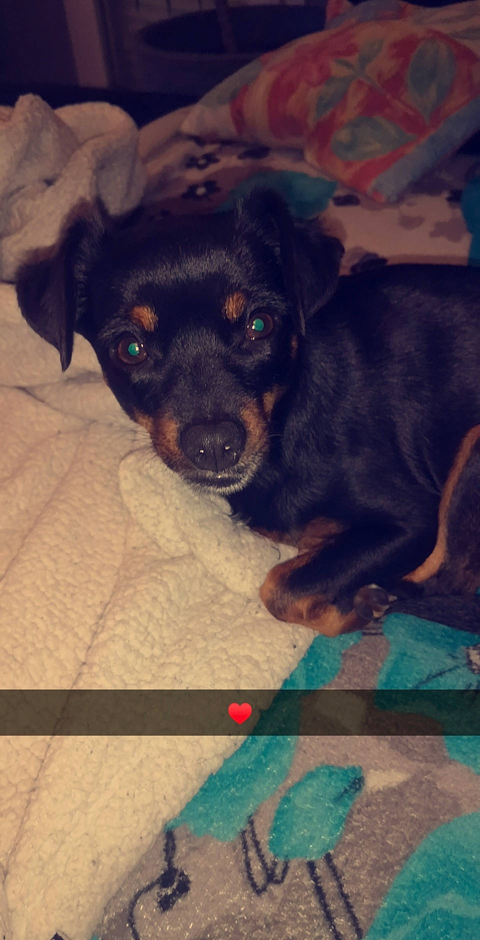 Amour a rejoint le concours — aidez-le/la à gagner de superbes lots ! black_and_tan_terrier, canidae, carlin_pinscher, carnivore, companion_dog, dog, dog_breed, fawn, huntaway, mammal, miniature_pinscher, pinscher, potcake_dog, puppy, rottweiler, snout, sporting_group, toy_manchester_terrier, vertebrate