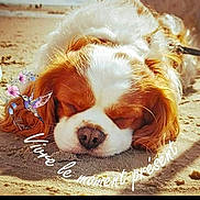 Odin participe au concours pour gagner de l'argent avec cette photo : advertisement, animal, beach, canine, coast, cockerspaniel, dog, face, head, nature, outdoors, person, pet, photography, portrait, poster, puppy, sea, sleeping, snout