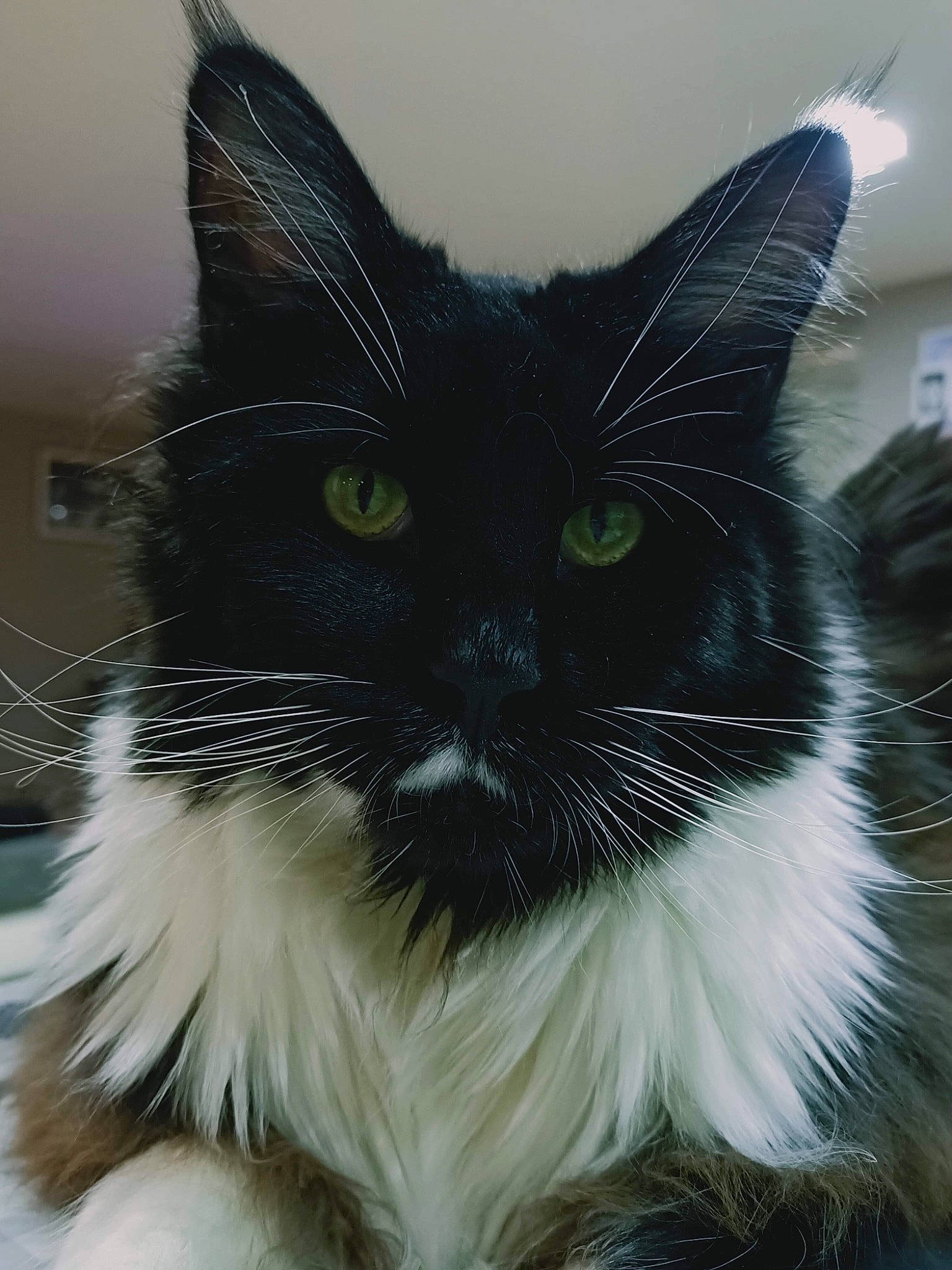 Symba a rejoint le concours — aidez-le/la à gagner de superbes lots ! black_and_white, black_cat, carnivore, cat, domestic_long_haired_cat, domestic_short_haired_cat, ear, eye, felidae, fur, mammal, norwegian_forest_cat, ragamuffin, small_to_medium_sized_cats, snout, whiskers