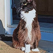 Symba participe au concours pour gagner de l'argent avec cette photo : angora, animal, architecture, cat, door, doormat, egyptiancat, hardwood, indoors, interiordesign, kitten, manx, mat, pet, racket, sport, stainedwood, tennis, tennisracket, wood