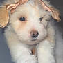 puppy, dog, bow, fluffy, cute, pet, animal, ears, white, cream, adorable, portrait, closeup, young, soft, fur, face, domestic_animal, friendship, companion