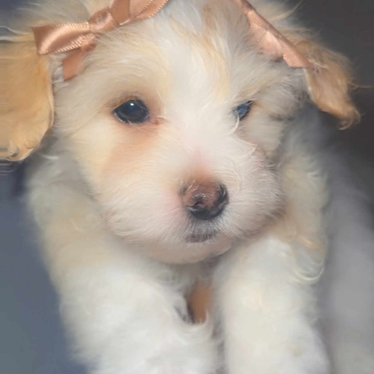 Sunnie Couture is registered to the contest to win money with this photo: adorable, animal, bow, closeup, companion, cream, cute, dog, domestic_animal, ears, face, fluffy, friendship, fur, pet, portrait, puppy, soft, white, young
