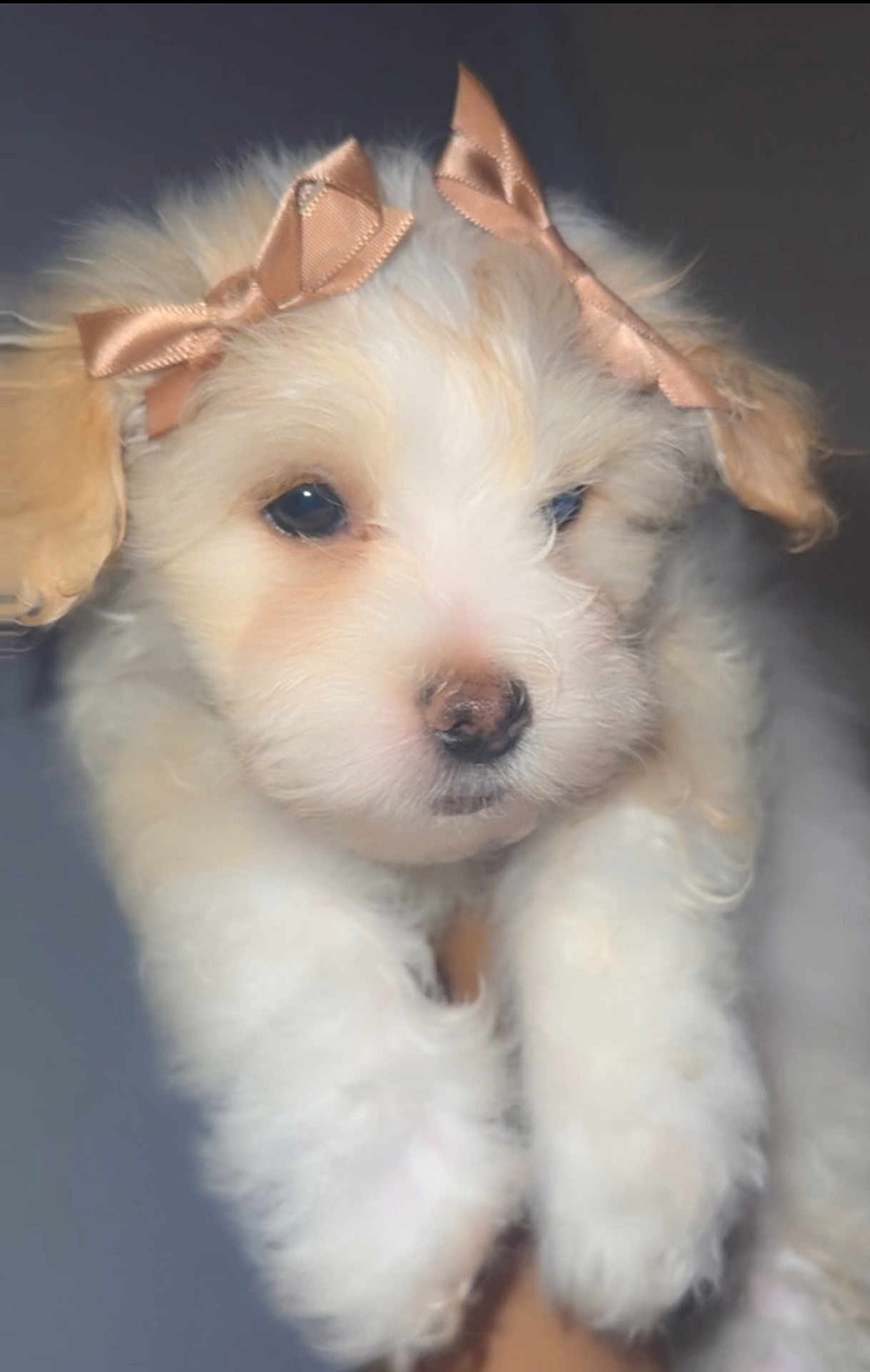 Sunnie Couture is registered to the contest to win money with this photo: puppy, dog, bow, fluffy, cute, pet, animal, ears, white, cream, adorable, portrait, closeup, young, soft, fur, face, domestic_animal, friendship, companion