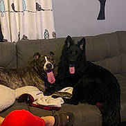 Sarge And Norman is registered to the contest to win money with this photo: animal, bird_pattern, black_dog, blanket, brindle_dog, canine, comfort, companions, couch, curtain, dog, footwear, furniture, home, human_leg, indoor, living_room, pet, relaxed, tongue_out