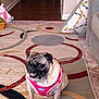 dog, pug, pet, indoor, carpet, harness, living_room, couch, pillow, stuffed_animal, floor, animal, cute, sitting, fur, canine, home, domestic_animal, looking_away, mammal