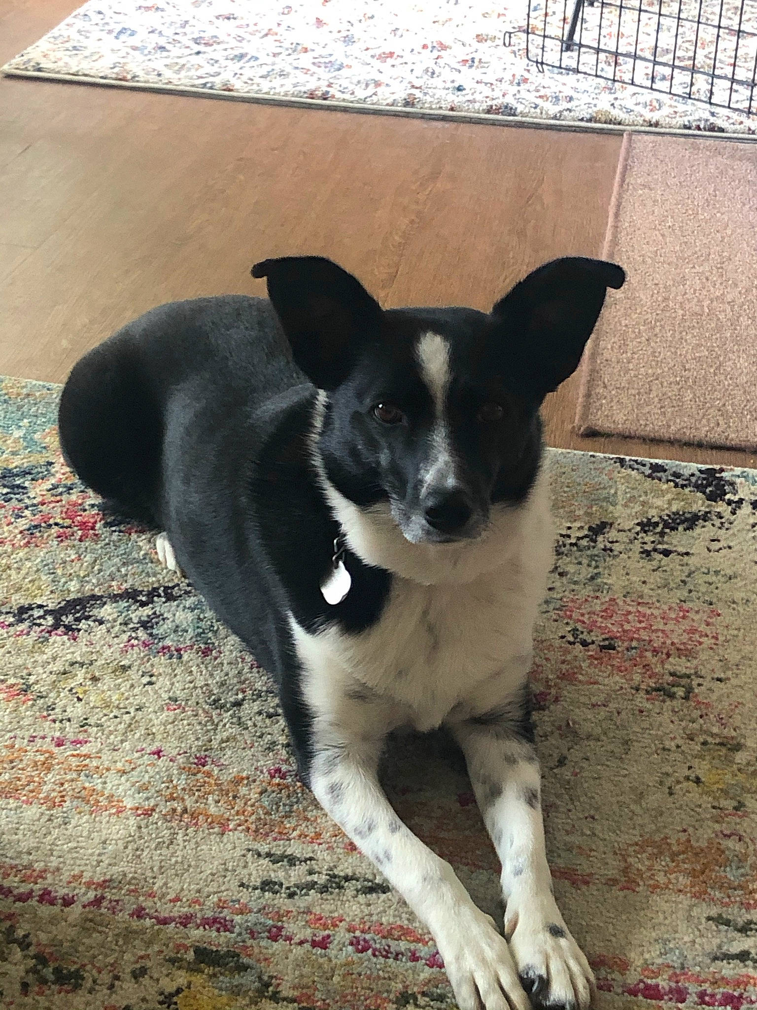 Bailey is registered to the contest to win money with this photo: carnivore, companion_dog, dog, dog_breed, fence, flooring, paw, plant, road_surface, shadow, snout, sporting_group, tail, terrestrial_animal, toy_dog, whiskers, working_animal, working_dog