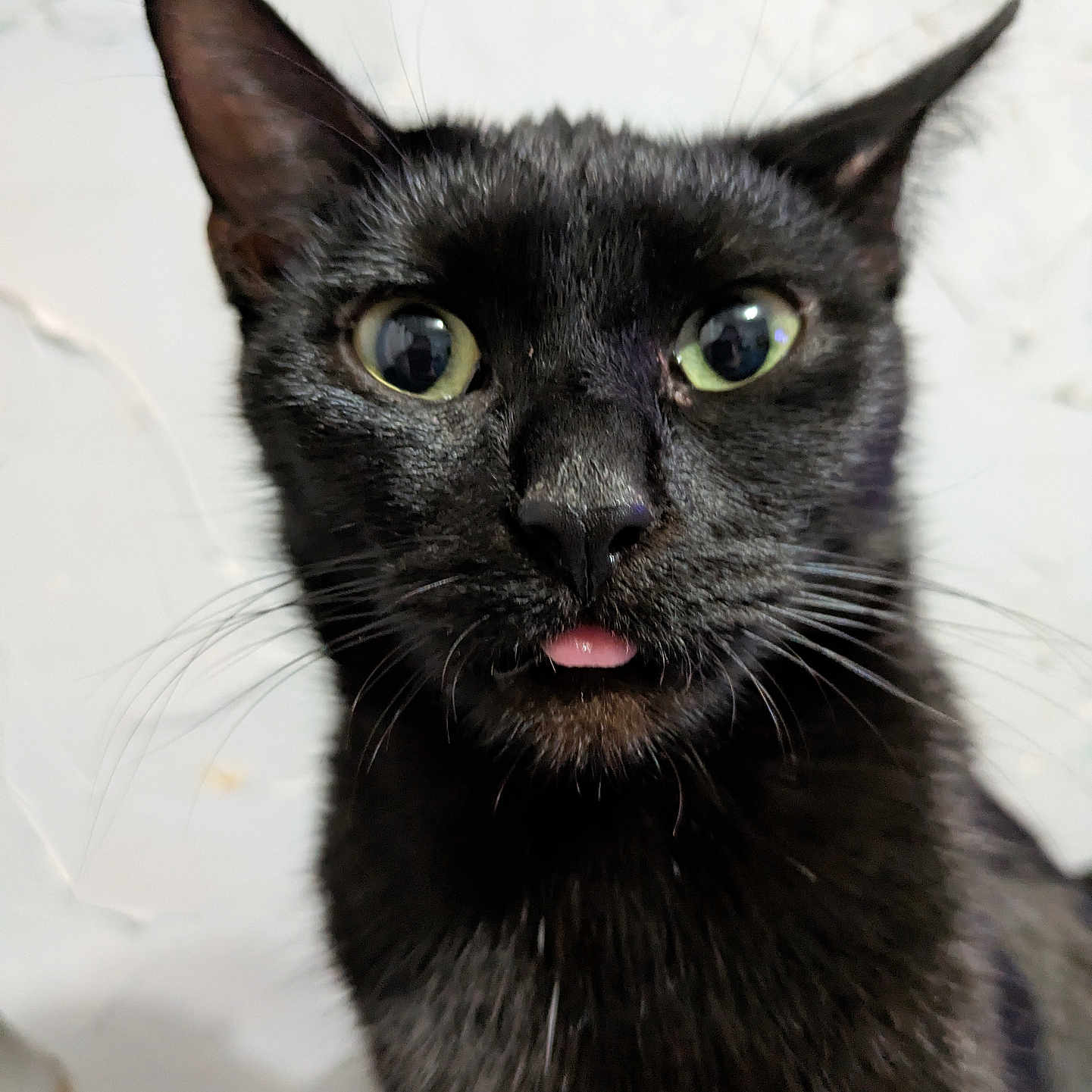 Dumpy joined the competition — help win amazing prizes! animal, black_cat, cat, close_up, curious, cute, domestic_cat, face, feline, fur, green_eyes, head, indoor, looking_at_camera, mammal, pet, playful, portrait, tongue_out, whiskers