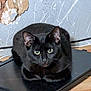 Dumpy is registered to the contest to win money with this photo: black_cat, cat, laptop, indoor, wooden_floor, peeling_paint, wall, pet, animal, feline, close_up, looking_at_camera, resting, electronics, cord, technology, floor, domestic_cat, cute, green_eyes