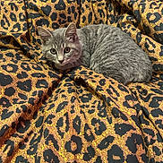 Carter joined the competition — help win amazing prizes! kitten, cat, animal, pet, feline, grey_cat, fur, whiskers, ears, blanket, leopard_print, pattern, fabric, cozy, indoor, resting, cute, small, young, domestic