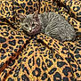 kitten, cat, animal, pet, feline, grey_cat, fur, whiskers, ears, blanket, leopard_print, pattern, fabric, cozy, indoor, resting, cute, small, young, domestic