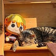 Sushi is registered to the contest to win money with this photo: cat, tabby, sleeping, plush_doll, sunlight, wooden_shelf, cozy, indoor, animal, cute, relaxing, pet, feline, toy, orange, yellow, fur, peaceful, resting, warm
