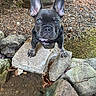Yoda is registered to the contest to win money with this photo: french_bulldog, puppy, dog, outdoor, rocks, stone, curious, ears_up, black_coat, water, gravel, nature, pet, animal, small_dog, close_up, standing, looking_up, daylight, ground