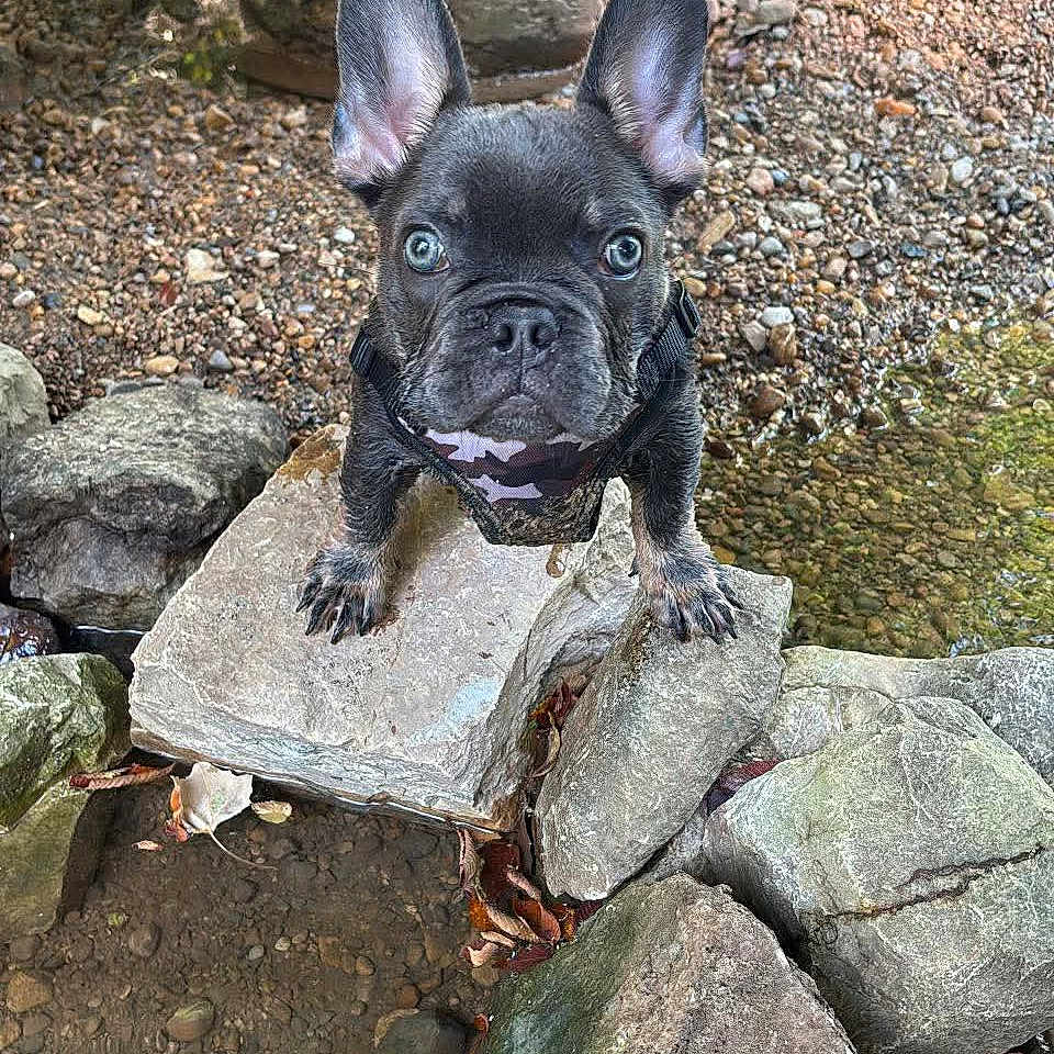 Yoda is registered to the contest to win money with this photo: french_bulldog, puppy, dog, outdoor, rocks, stone, curious, ears_up, black_coat, water, gravel, nature, pet, animal, small_dog, close_up, standing, looking_up, daylight, ground
