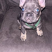 Yoda joined the competition — help win amazing prizes! puppy, french_bulldog, dog, blue_eyes, green_harness, couch, indoor, pet, young_dog, small_dog, sitting, looking_up, fur, animal, cute, adorable, companion, domestic_animal, canine, face