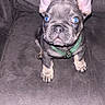 puppy, french_bulldog, dog, blue_eyes, green_harness, couch, indoor, pet, young_dog, small_dog, sitting, looking_up, fur, animal, cute, adorable, companion, domestic_animal, canine, face
