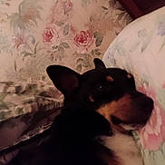Ragnard participe au concours pour gagner de l'argent avec cette photo : dog, sleeping, floral, pillow, wallpaper, bedroom, resting, pet, indoor, cozy, black_and_tan, canine, fur, ears, close_up, comfortable, home, animal, cute, relaxation