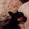 animal, bedroom, black_and_tan, canine, close_up, comfortable, cozy, cute, dog, ears, floral, fur, home, indoor, pet, pillow, relaxation, resting, sleeping, wallpaper