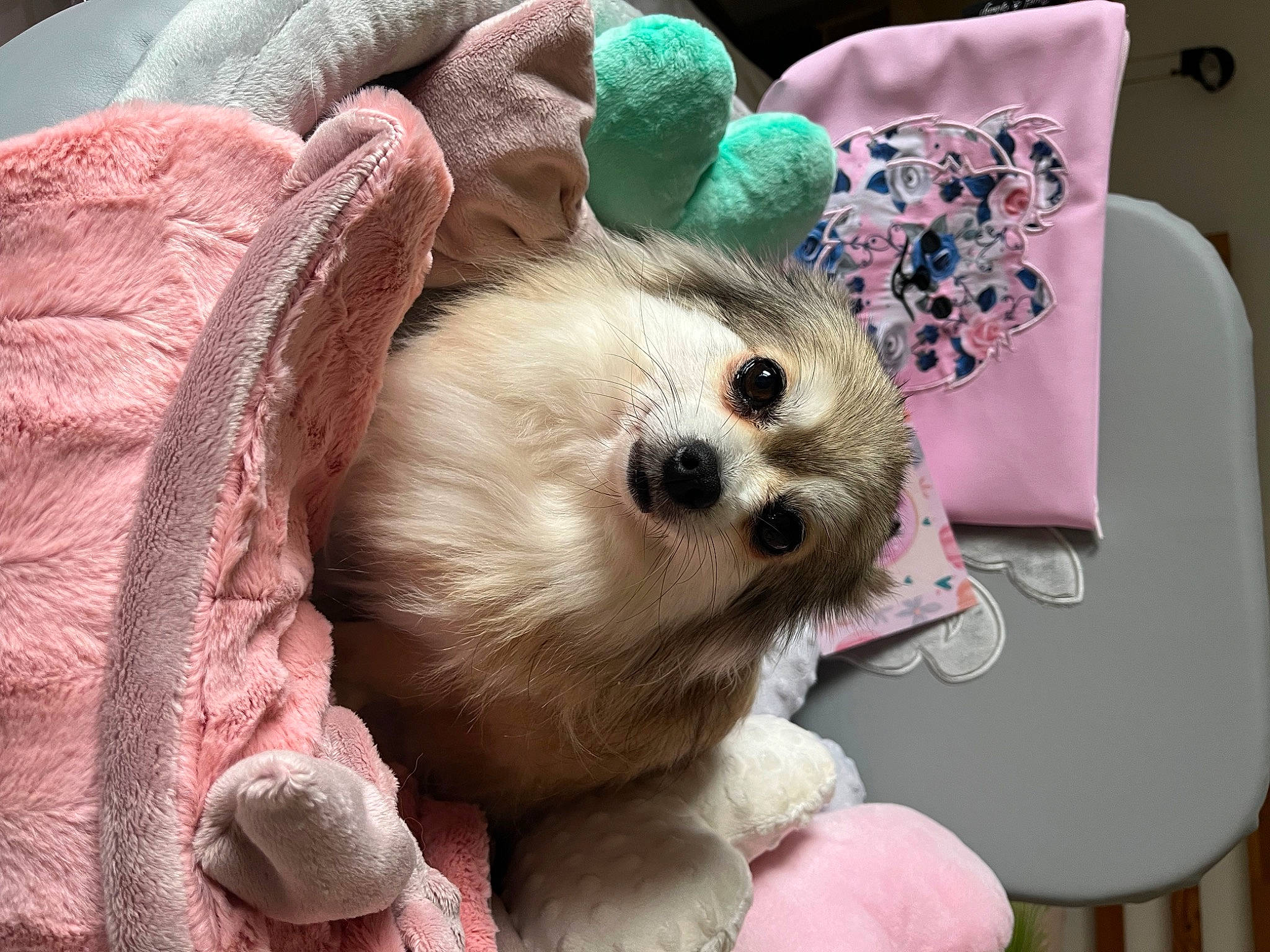 Naya participe au concours pour gagner de l'argent avec cette photo : bag, carnivore, companion_dog, costume_hat, couch, dog, dog_breed, dog_clothes, dog_supply, fashion_accessory, fawn, fur, pink, snout, stuffed_toy, sunglasses, textile, toy, toy_dog, whiskers