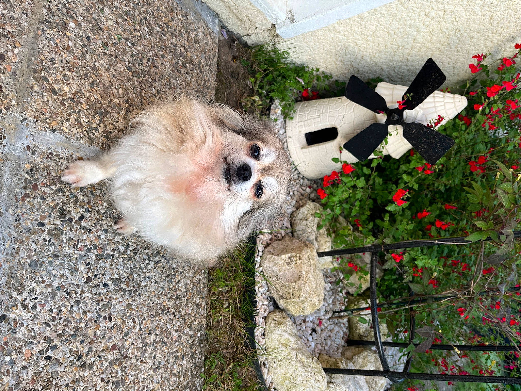 Naya participe au concours pour gagner de l'argent avec cette photo : canidae, carmine, carnivore, companion_dog, dog, dog_breed, fawn, flower, german_spitz, german_spitz_klein, german_spitz_mittel, grass, petal, plant, rose, rose_family, spitz, toy_dog, tree, volpino_italiano