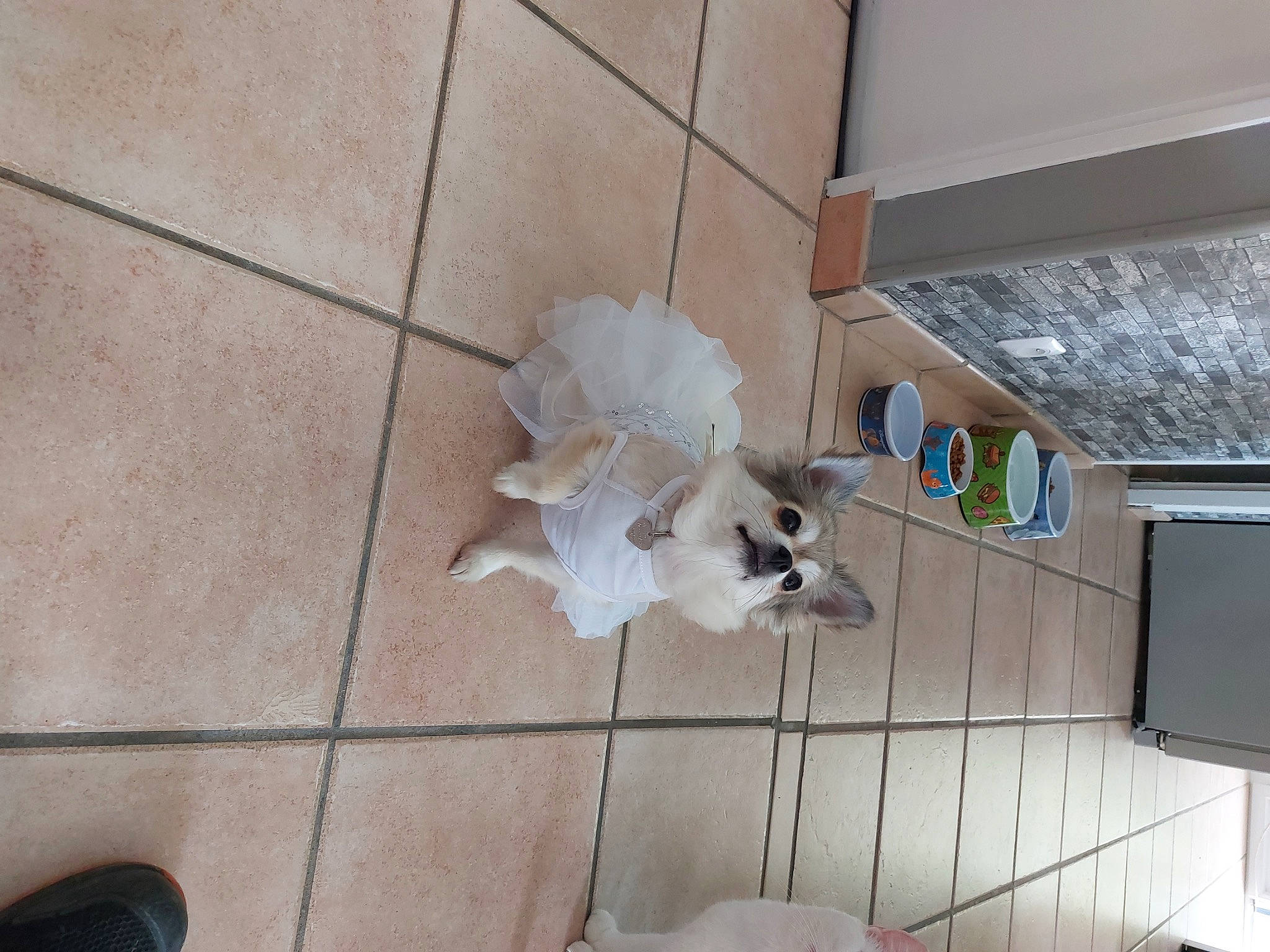 Naya participe au concours pour gagner de l'argent avec cette photo : carnivore, companion_dog, dog, dog_breed, dog_supply, fawn, felidae, floor, flooring, fur, hardwood, line, road_surface, room, small_to_medium_sized_cats, sporting_group, tail, television, tile, wood