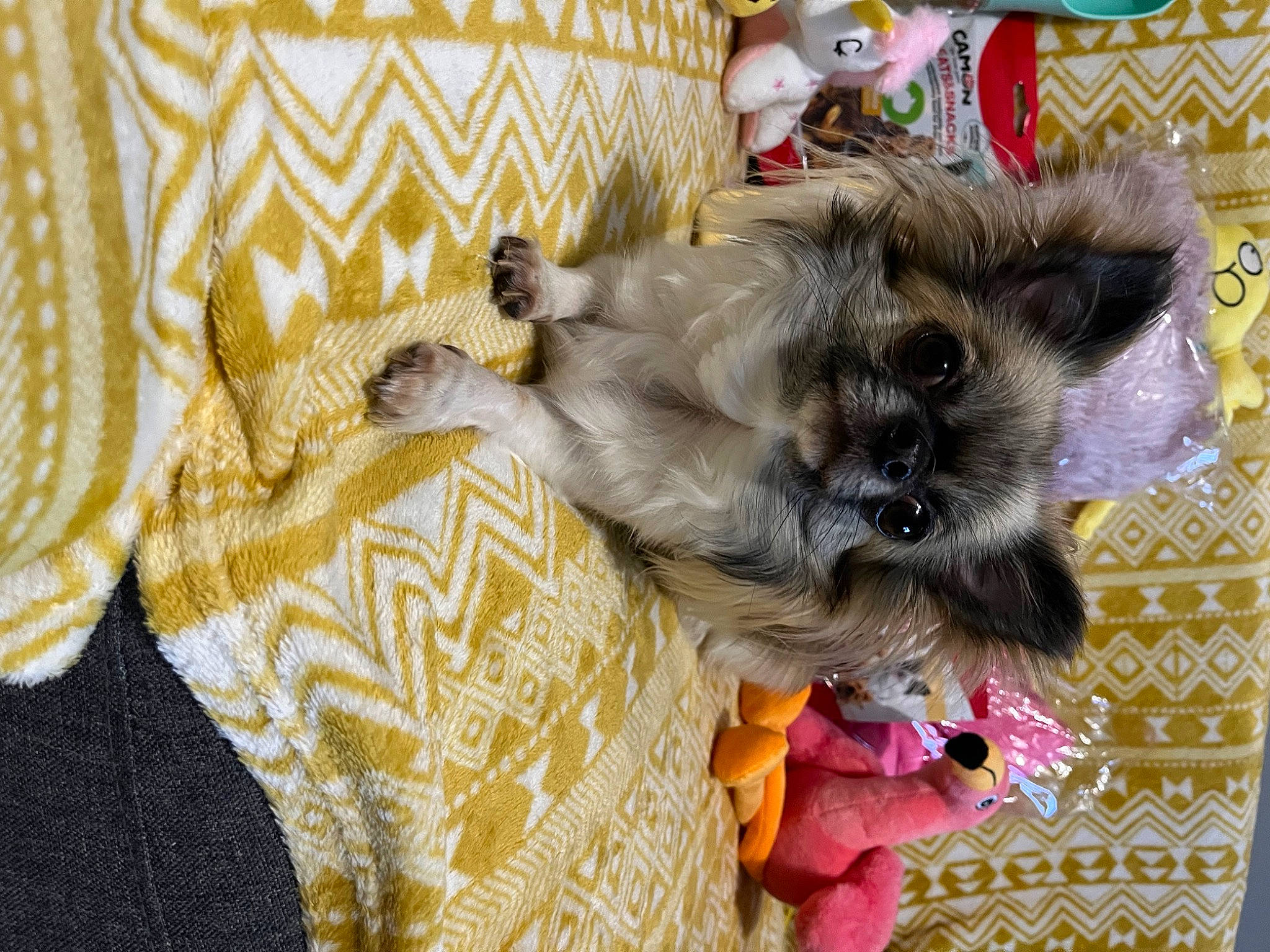 Ruby participe au concours pour gagner de l'argent avec cette photo : canidae, carnivore, comfort, companion_dog, dog, dog_breed, dog_supply, fawn, felidae, fur, linens, pattern, pet_supply, schnauzer, small_terrier, standard_schnauzer, stuffed_toy, toy, toy_dog, working_animal